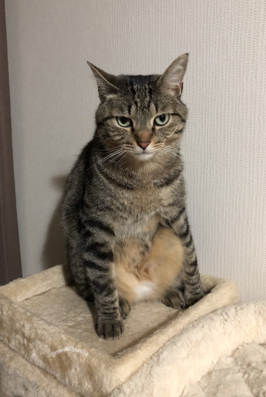 出所：@mero627puri914