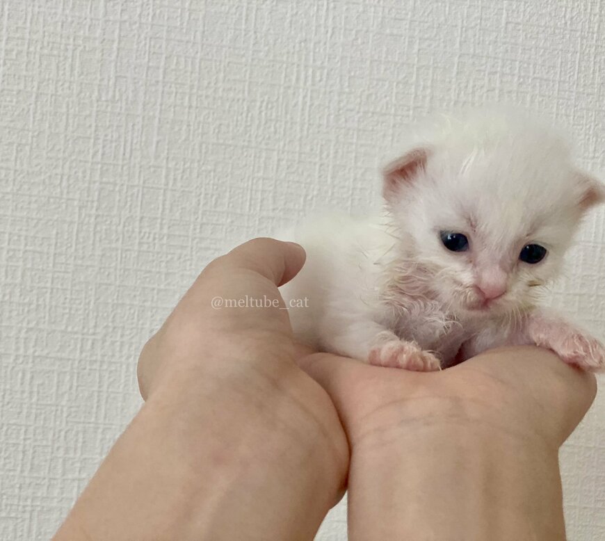 出所：@meltube_cat