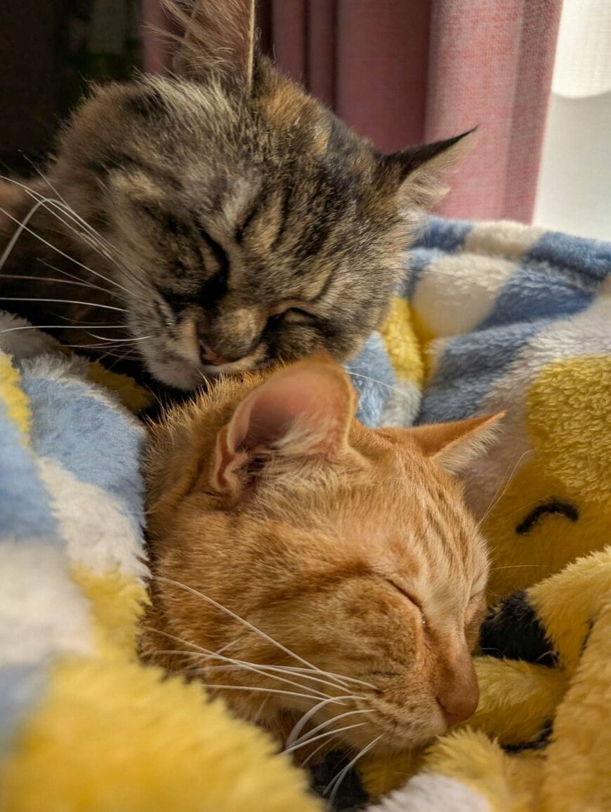 仲良し親子猫がクールな「シークレットサービス」に変身！？意外な変貌ぶりが大反響