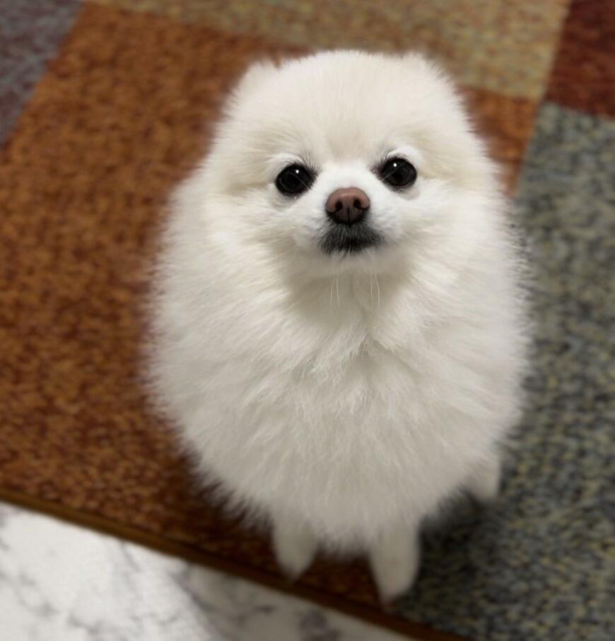 出所：@boku_ponchan