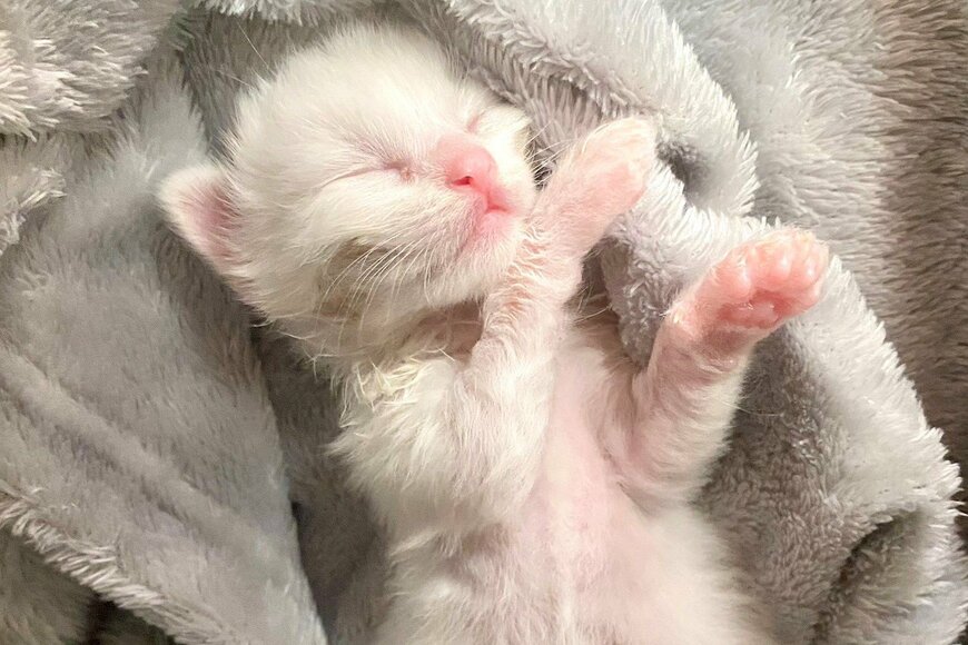 出所：@meltube_cat