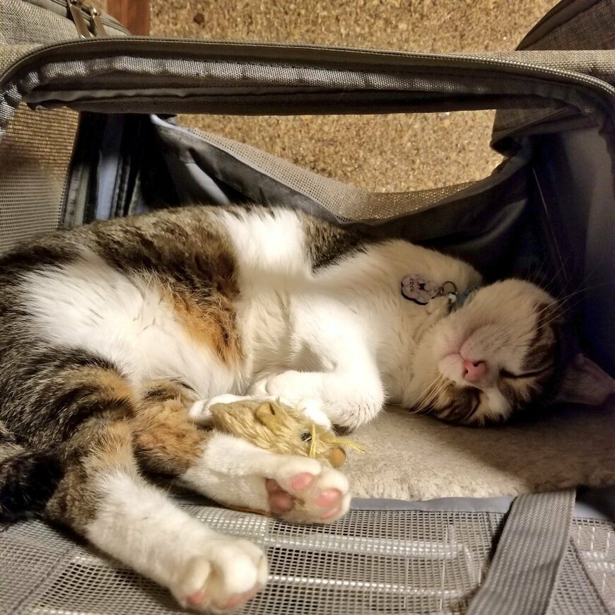 出所：@milo0516lily