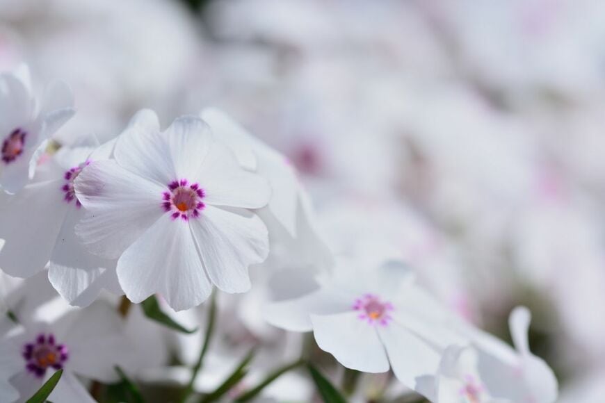 植えっぱなしで【ホワイトガーデン】毎年春に「白い花が咲く」多年草6選！日陰に強い植物も