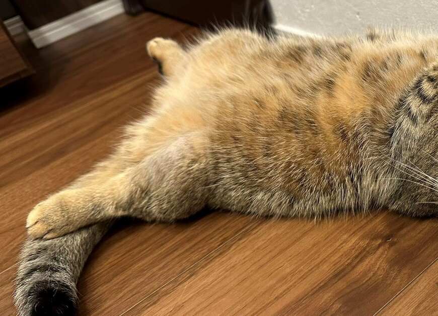 出所：@ponpokopontanu