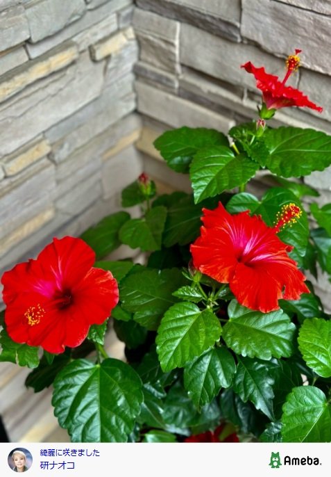 出所：研ナオコのAmebaブログ　参照日：2025年7月15日