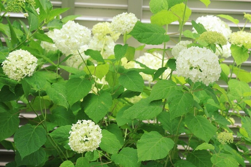 うちの庭に「植えてよかった」庭の小さなスペースや玄関先で《毎年かわいい花が咲く》低木7選