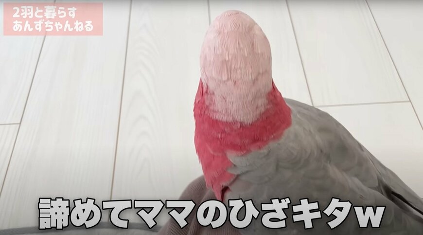 出所：@anz_omomiri