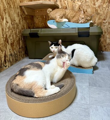 爪研ぎの上でまったり　1猫に1爪研ぎの仲良しショット！　新しい爪研ぎ大歓迎な猫ちゃんたち