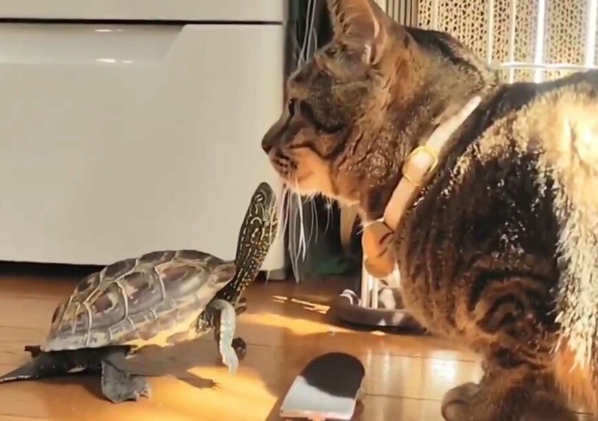 出所：@Mh0MLiErcV8E97C