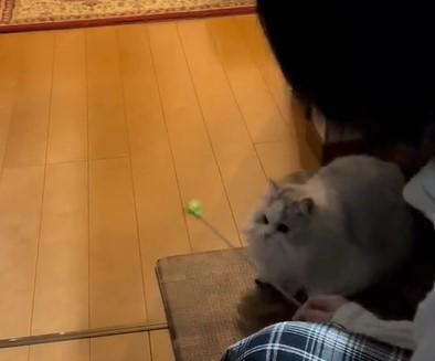 出所：@NEKOLAND13 