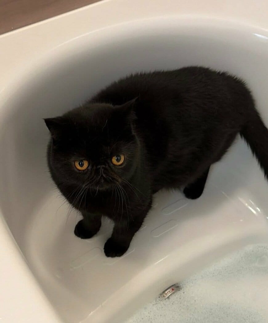 出所：＠kotetsu_0420