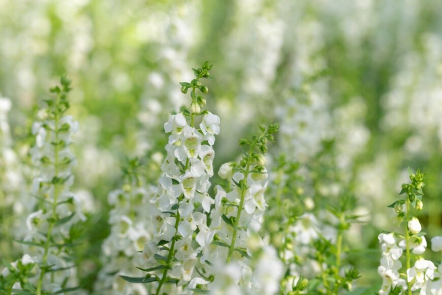 白いアンゲロニアの花