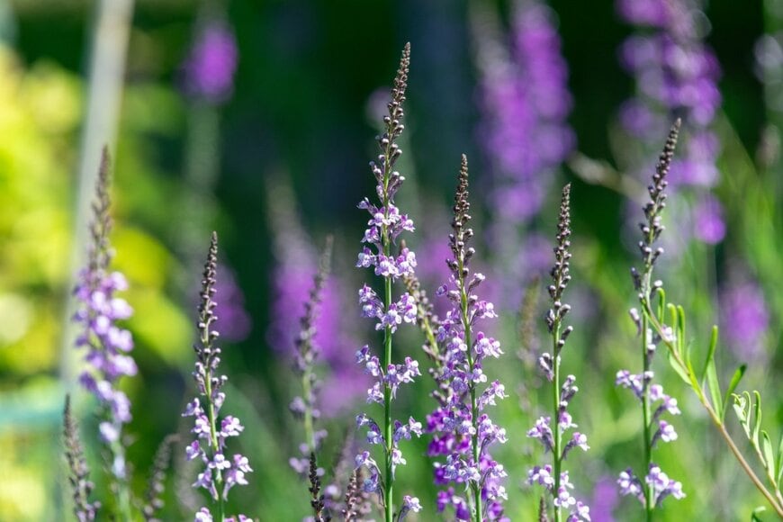 紫色の花を咲かせている宿根リナリア