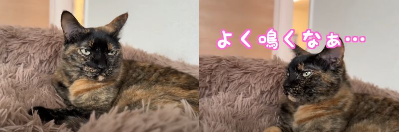 投稿動画のワンシーン