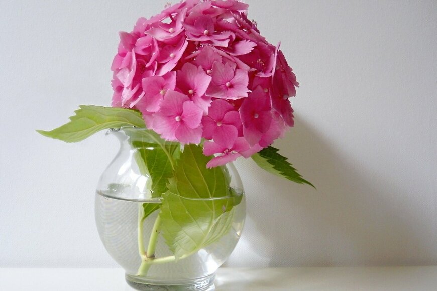 ピンクのアジサイが花瓶にさされている