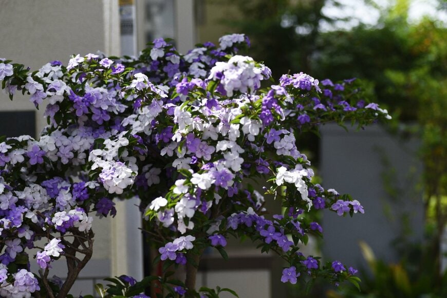 白と紫の小花をつけた樹木