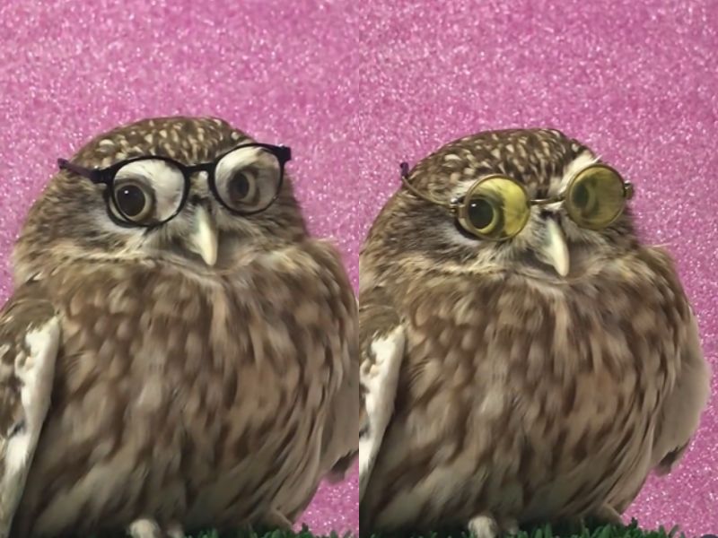 メガネをかけるフクロウ