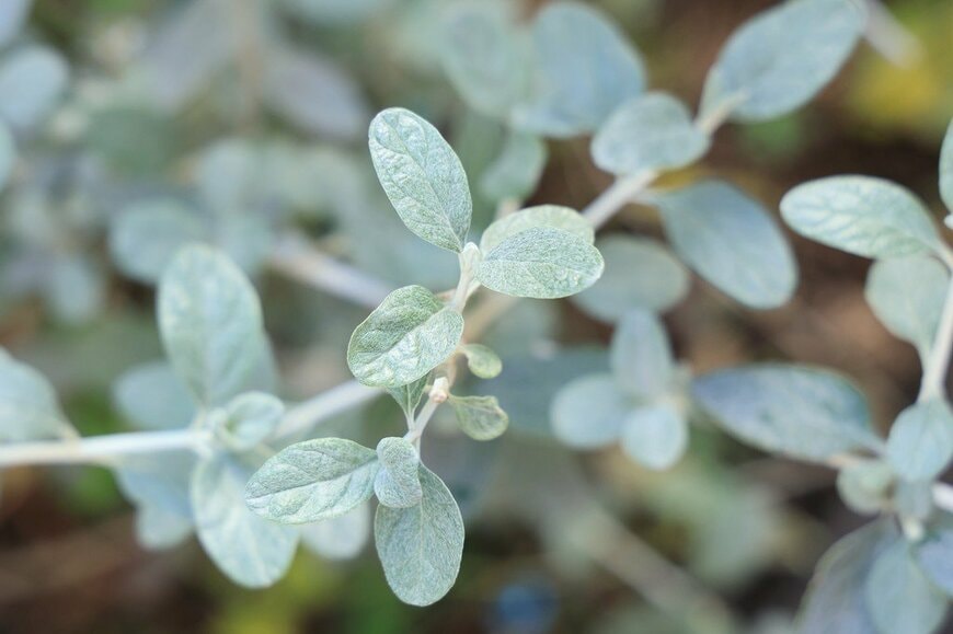 小ぶりな葉に白い毛が密生している、ツリージャーマンダー