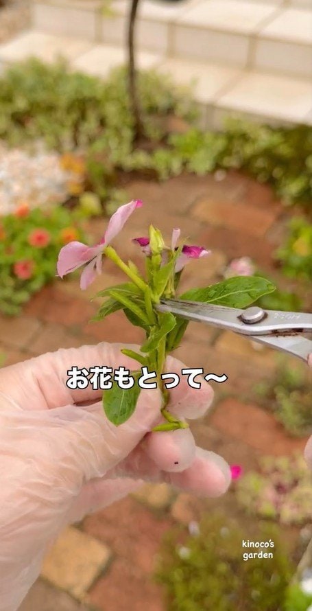 ニチニチソウの花をカット