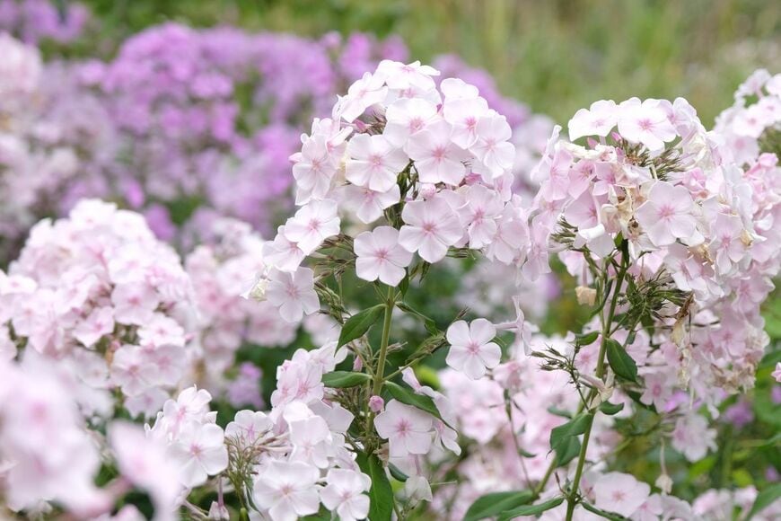 淡いピンクのフロックスの花