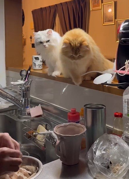 ささみが欲しい猫