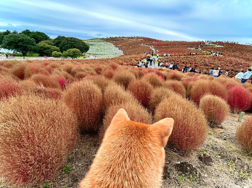 コキアの中に愛犬の後ろ姿が…！