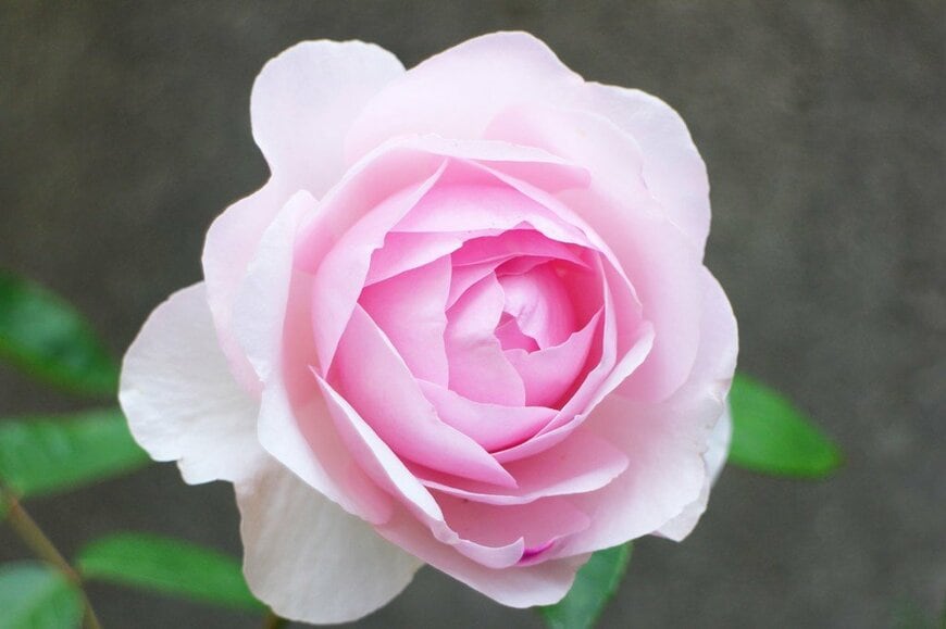 ピンクの花を咲かせている、オリビア・ローズ・オースチン