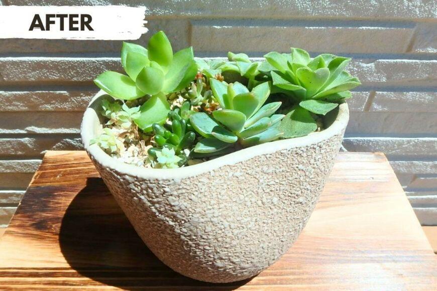 植え替え後の多肉植物