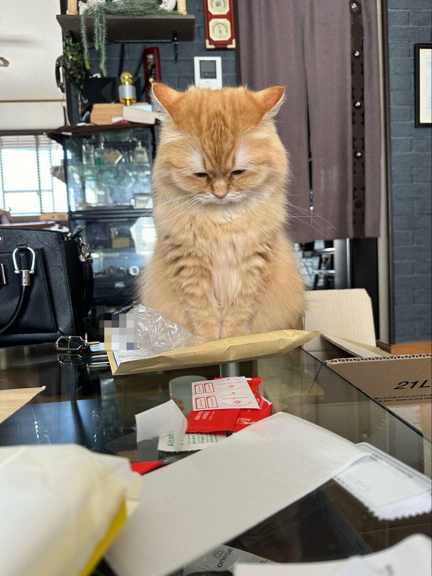 しょんぼりする猫