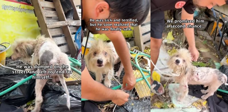 出所：<u><a href="https://www.tiktok.com/@happydoggoniall/video/7671902910711729428" target="_blank">@happydoggoniall</a></u>