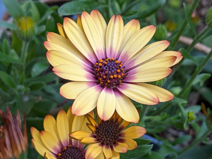 淡いクリーム色のオステオスペルマムの花