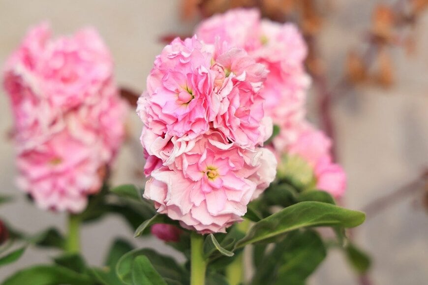 ピンクの花を咲かせている、ストック