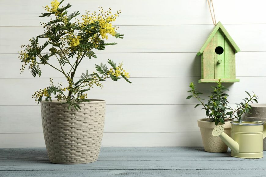 鉢植えで黄色い花を咲かせている、ミモザ