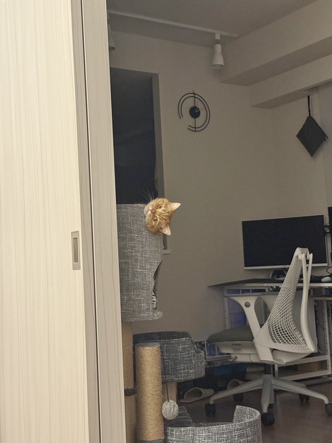 部屋でくつろぐ猫