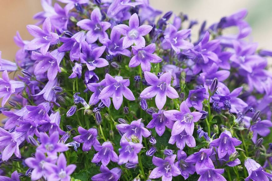 オトメギキョウ(ベルフラワー)の花。色は紫