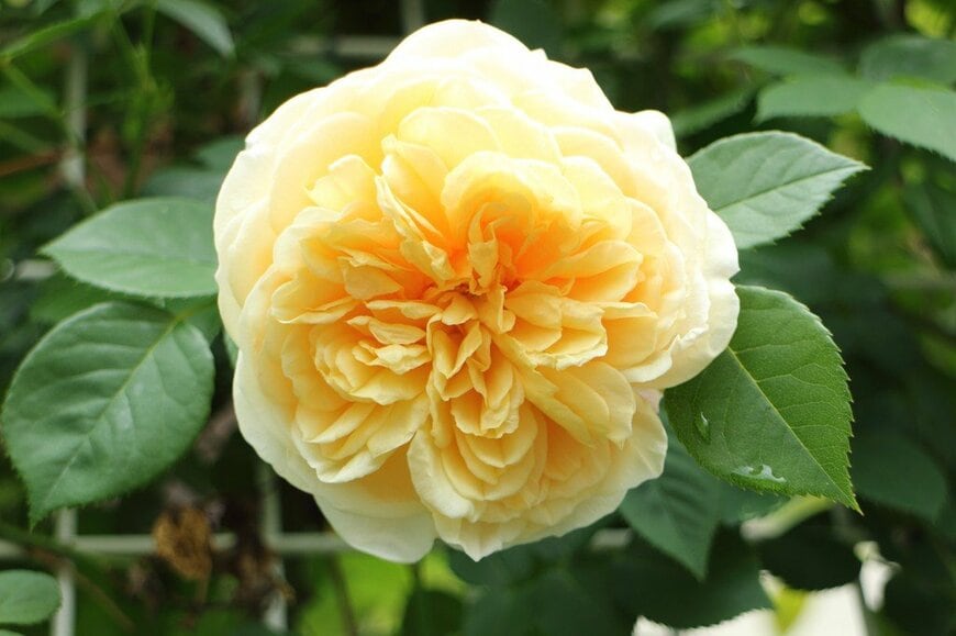 淡い黄色の花を咲かせている、ティージング・ジョージア 