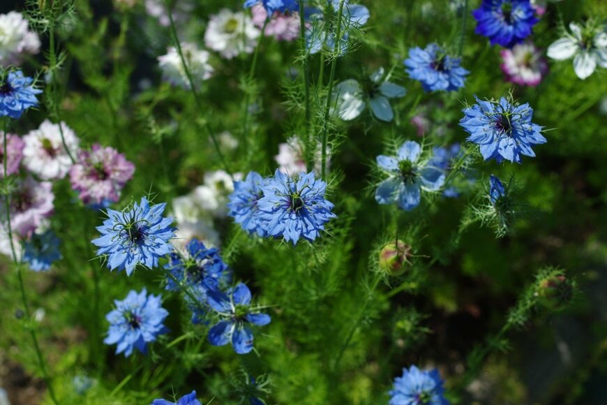 ニゲラの花。色はブルーとピンク