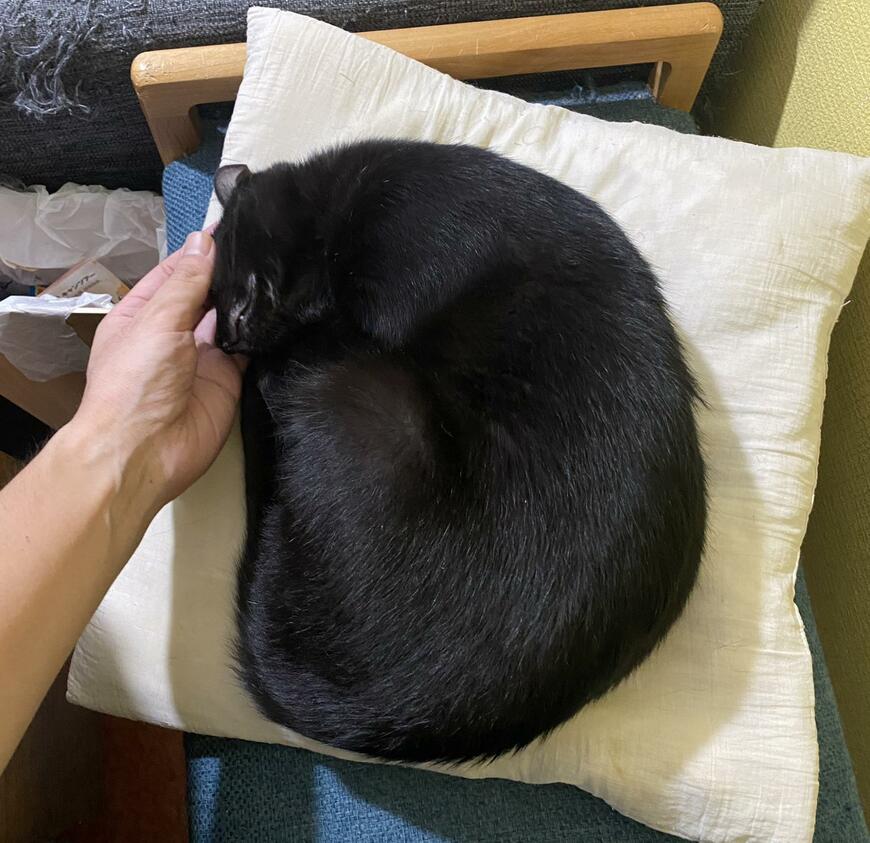 手のひらサイズの猫が成長した姿