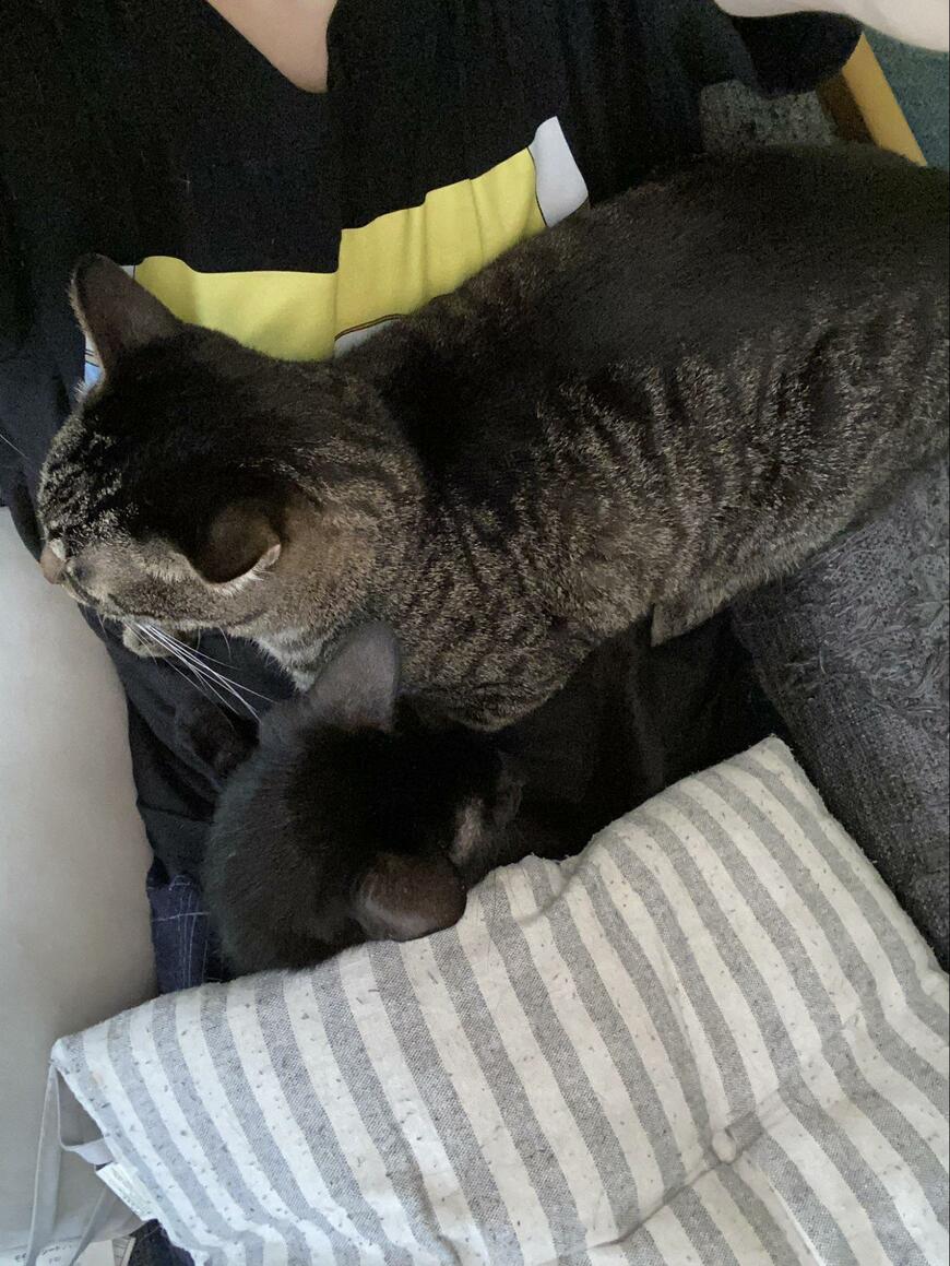 飼い主にのる猫2匹