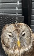 【フクロウのヘッドスパ】癒されるはずが…→まさかの姿に笑ってしまう