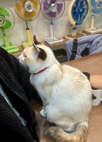 「おはよ～」起床直後に近づいてきた猫さん　甘えん坊すぎる行動に思わず悶絶