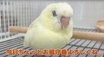 【留守番中のインコの生態】インコのお寿司爆誕！留守番中のインコが「寿司」になっている動画に爆笑！