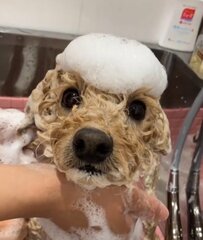 【ワンちゃんのトリミング】シャンプー中の様子に胸キュン！人懐っこくて可愛い犬の”ビフォーアフター”にいいね続々