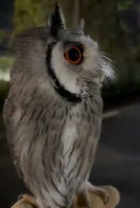 【警戒中のフクロウ】飼い主さんを“守る姿”がかわいい！ボディーガードのような行動に注目