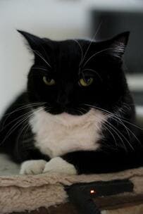 「これは買わざるを得ない」→愛猫を思い出してポテトチップスを買ったワケとは？！