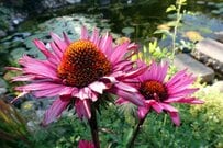 【春のガーデニング】花壇に植えるとオシャレ！おすすめの草花＆低木10選、組み合わせてもステキ