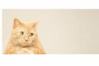 10月に「年金手取り額が変わった！」という人も。年金から天引きされる税金や社会保険料とは？