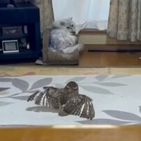 【飛び立つフクロウ】「シュタッ！」同居猫の側にわざわざ着地？ふたりの絶妙な関係性に注目