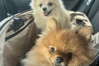 ウキウキでドッグランへ出かけたワンちゃんたち　帰宅時の様子に「子どもと遊園地に行く時みたい」