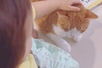 猫と2歳児の「仁義なき戦い」　2歳児が仕掛けた罠→猫のリアクションに爆笑「最高すぎです」
